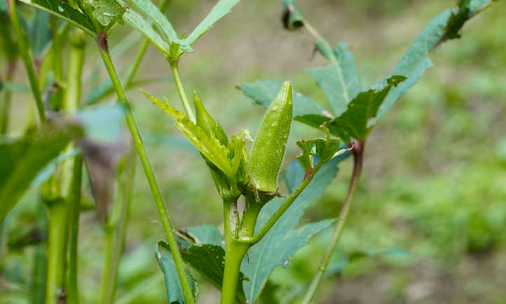 Okra Companion Plants: Pals For Your Pods